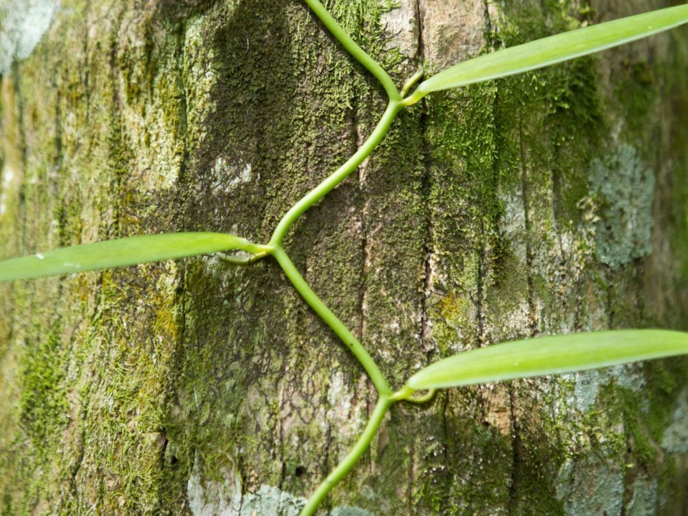 Biodiversity - botanical