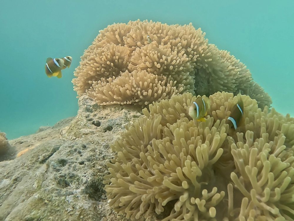 WeCareForBiodiversity_Square